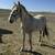 Grey Mares 1 thumbnail