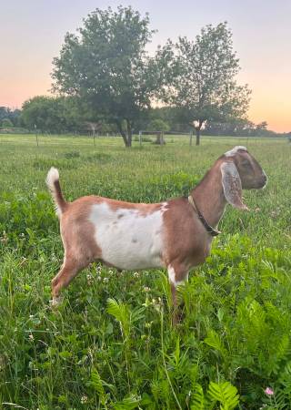 Mini Nubians 1