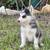 Husky 2 thumbnail