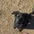 Lab Puppy!! 2 thumbnail