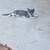 Kitten 1 thumbnail