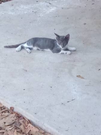 Kitten 1