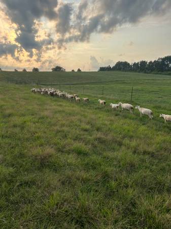 Sheep 1