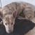 lost dogs 1 thumbnail