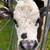 Highland/Mini Hereford Calf 3 thumbnail