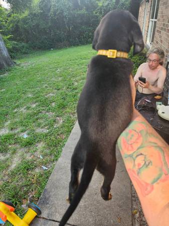 Coonhound (Gainesville/ branford)63992990038147121