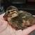 Call Ducks/ Duckling 6 thumbnail