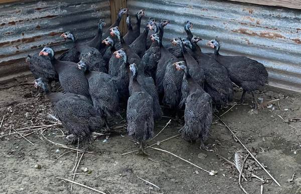 Guineas 1