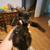 8 week old kitten 1 thumbnail