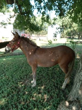 12.1 hand Haflinger molly mule (project) 1
