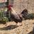 Free Young Roosters 5 thumbnail