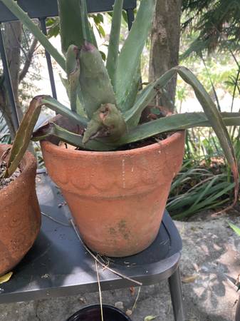 Antique Terra Cotta with Succulent - $40 (Hollywood Hills)63470806363395120