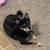 Shiba Inu female 2 thumbnail