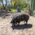 Mangalitsa 3 thumbnail