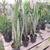 Sanseveria/snake plant 1 gallon $22 each 12 thumbnail