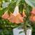 Confederate Rose Tree! Loxley Plant Stand Open! 2 thumbnail