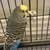 adopt two parakeets both now 11 thumbnail
