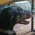 Doberman 12 thumbnail