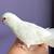 Parrotlet 16 thumbnail