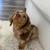 FriendlyDachshundpups 1 thumbnail