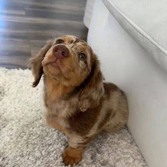 FriendlyDachshundpups 1
