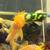 L144 XL Blue Eye Shortfin Bristlenose pleco 3 thumbnail