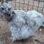 Silkie | Satin hatching eggs 5 thumbnail