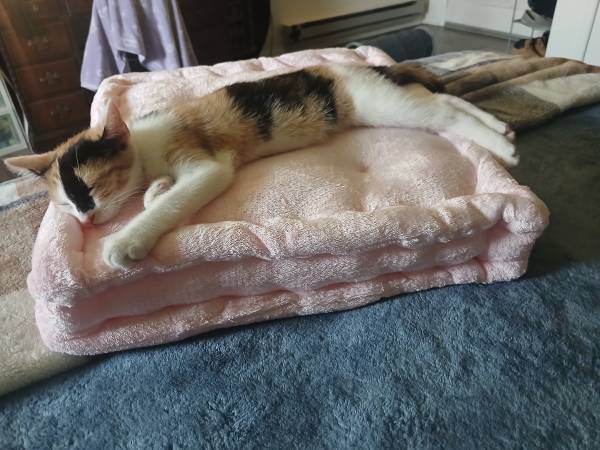 Gatita calicó gratuita para un buen hogar (Attica)