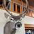 Buck Mount 3 thumbnail