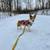 Corgi 5 thumbnail