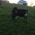 Steers 5 thumbnail
