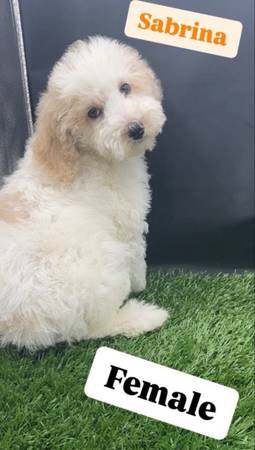 Mini golden doodle 1