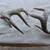Deer Antlers 7 thumbnail