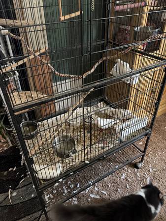 Albino doves 1