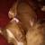 Pit pups 2 thumbnail
