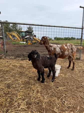 Baby Goats 1