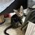 2 8-9 week old kitty’s. 4 thumbnail