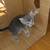 Kittens 8 thumbnail