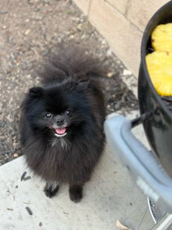 Male pomeranians 1