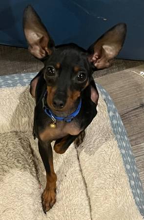 Min pin 1