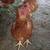 laying hens, chickens for sale 4 thumbnail
