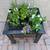 🪴Cedar Planter (elevated) 6 thumbnail