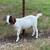 Goats for sale 6 thumbnail