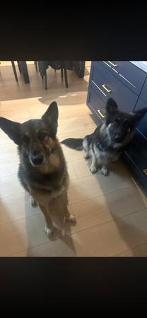Cachorros de pastor alemán (Brentwood / Oakley)