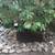 "SAILE" Landscaping 6 thumbnail