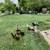 Ducks 1 thumbnail