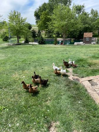 Ducks 1
