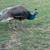 3 young peacocks 2 thumbnail