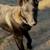Belgian Malinois 2 thumbnail