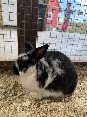 Rabbits 1